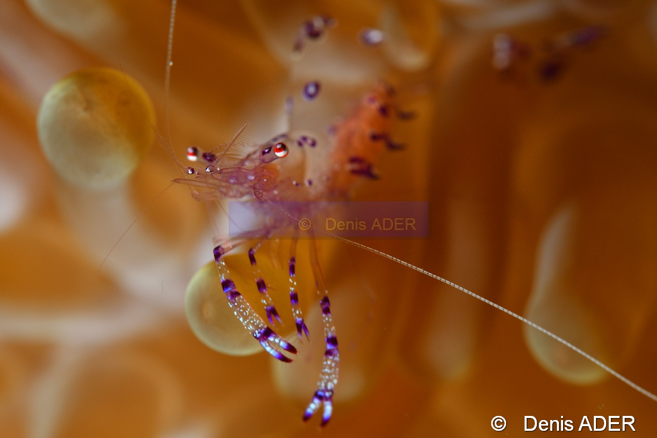 Periclimenes tosaensis-Tomia Marimabuk-9m-20180526-Denis-ADER-DSC_0954_tn.jpg